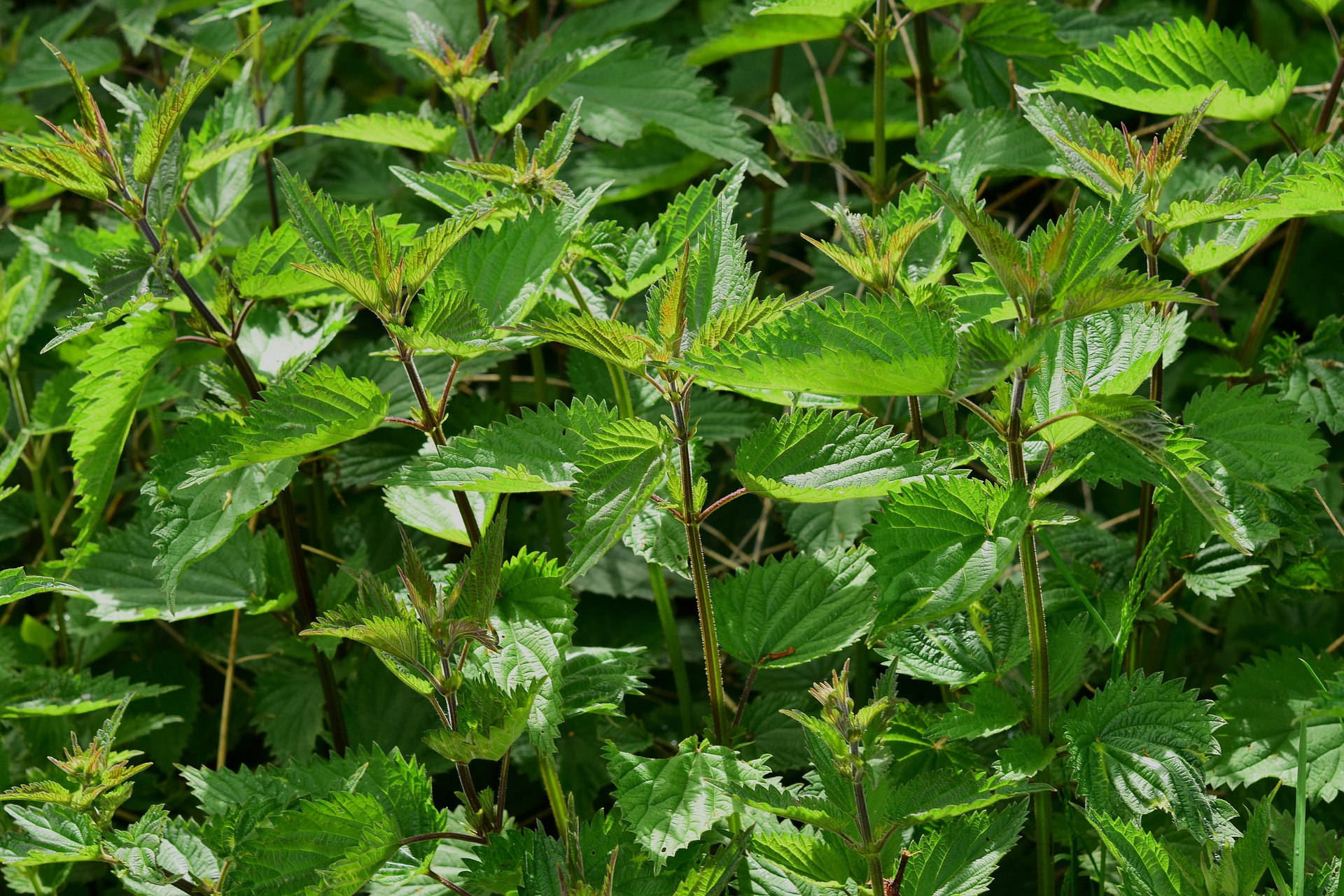 drying-of-herbs