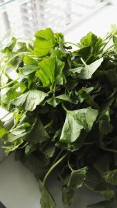 gotu kola