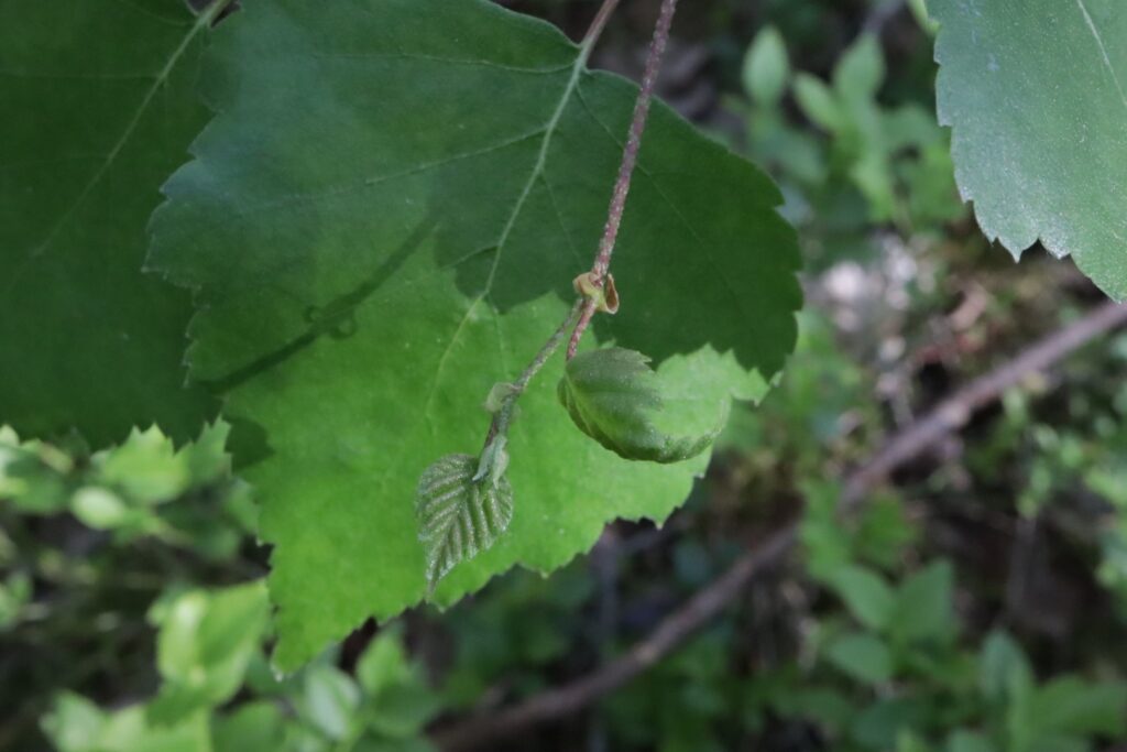 birch-leaf