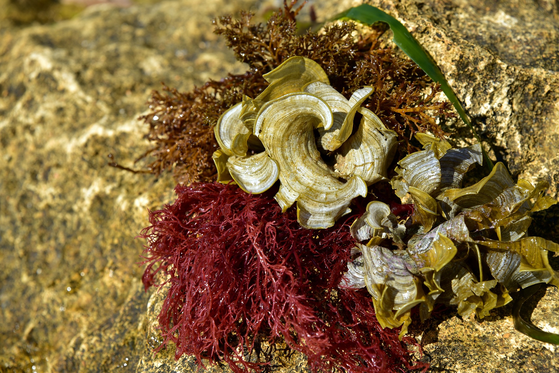 seaweed-in-skincare