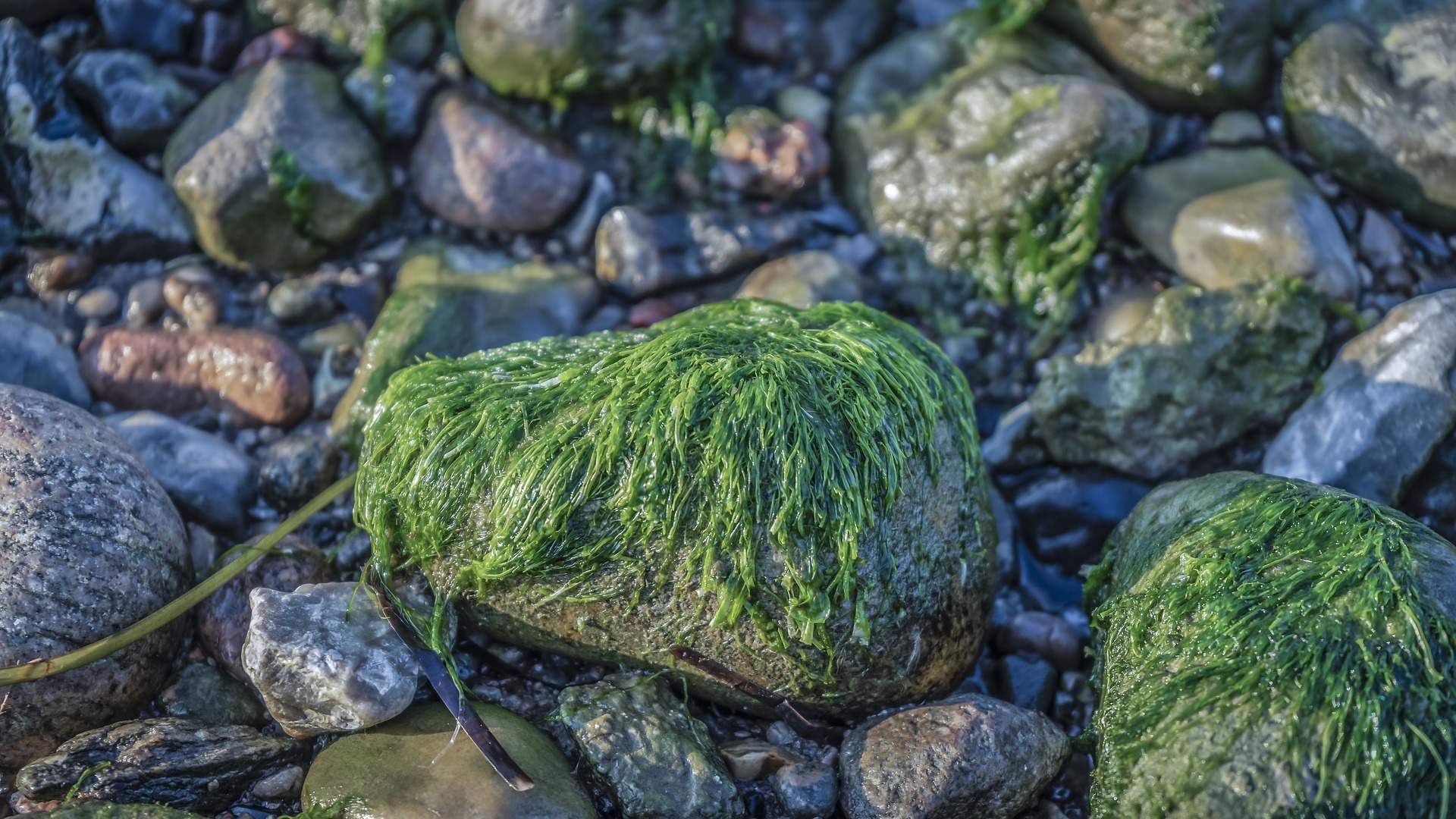 seaweed-in-skincare